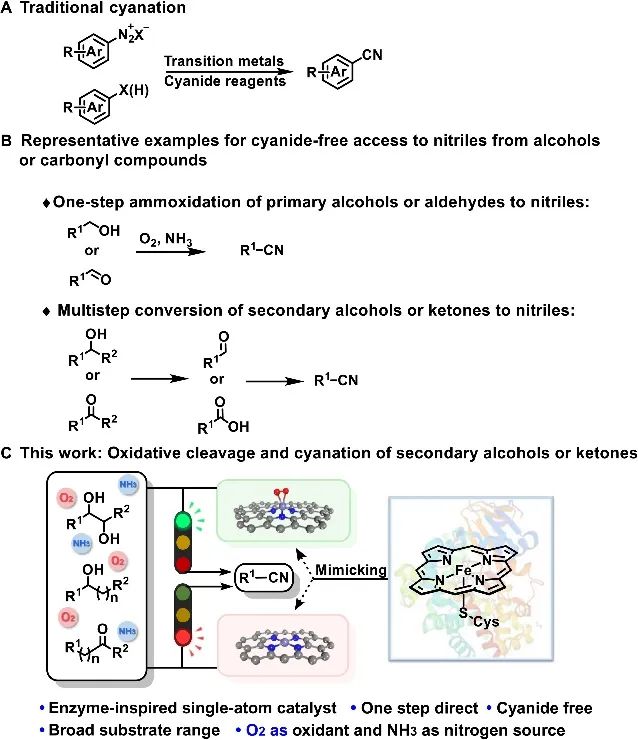 張澤會&戴文Science子刊：酶模擬單Fe-N3原子催化劑助力氧化合成腈