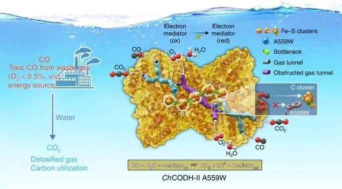 Nature Catalysis：耐氧CO脫氫酶去除工業(yè)煙氣中的CO