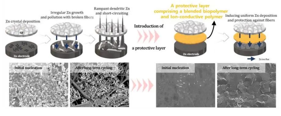 ?EnSM：生物聚合物混合保護(hù)層用于穩(wěn)定鋅金屬負(fù)極