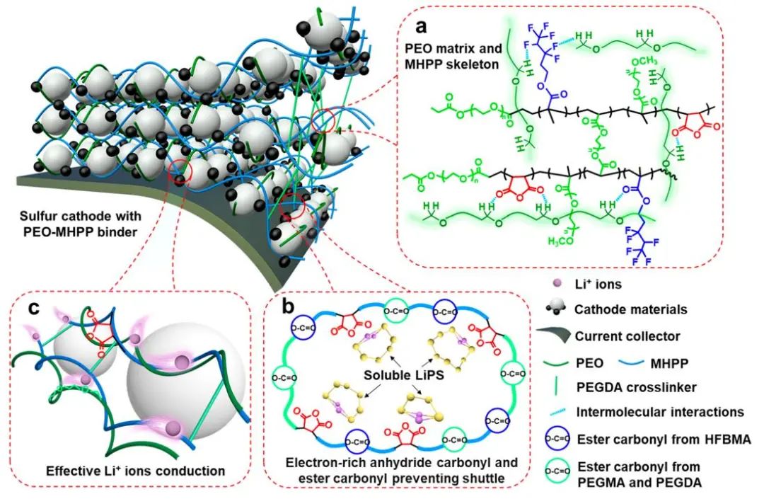 ?ACS Energy Letters: 具有快速鋰離子傳輸?shù)亩辰Y(jié)劑實(shí)現(xiàn)高質(zhì)量負(fù)載無負(fù)極鋰硫電池