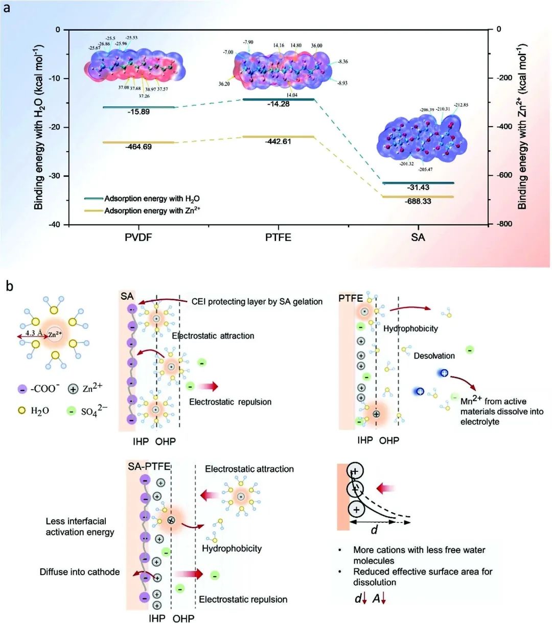 ?倫敦大學(xué)Adv. Sci.：粘合劑工程改性CEI實現(xiàn)高性能水系鋅離子電池