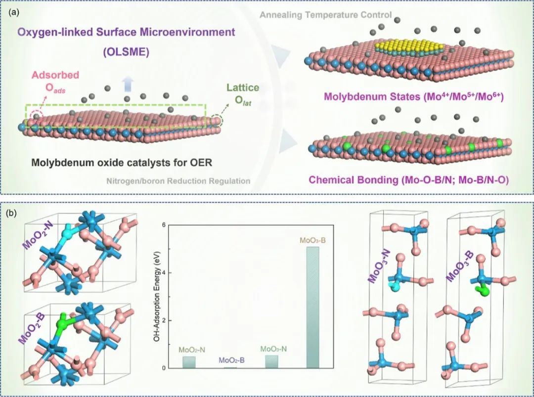 梅俊/廖婷/孫子其ACS Catalysis：硼/氮誘導的表面環(huán)境調節(jié)有利于實現高效析氧