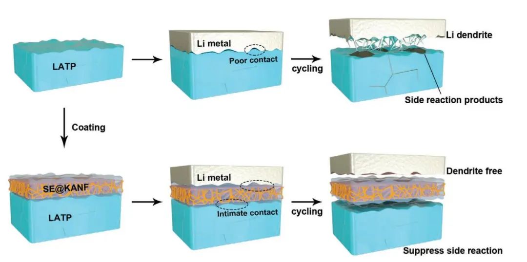王海輝/王素清AFM：通過Kevlar芳綸納米纖維保護涂層穩(wěn)定固態(tài)電池中的金屬負極界面