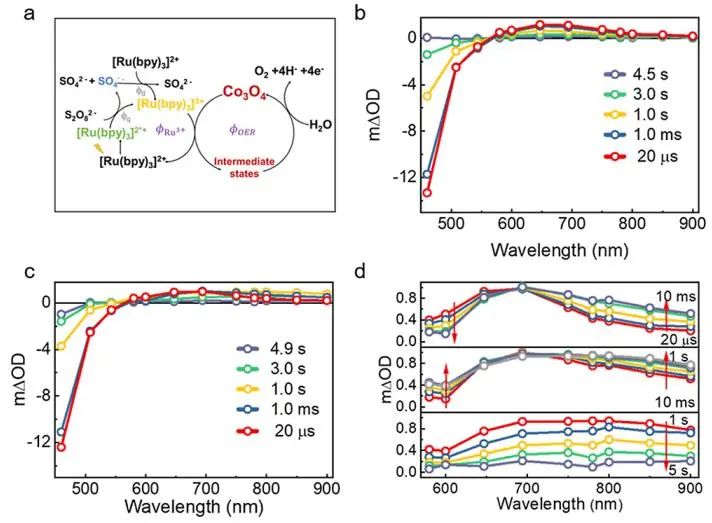 催化頂刊集錦：JACS、Nature子刊、ACS Catal.、AFM、Small、Carbon Energy等最新成果！