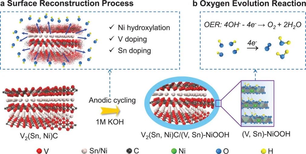 廈大/寧波所/常熟理工AFM：表面重構(gòu)的VSNC增強(qiáng)OER