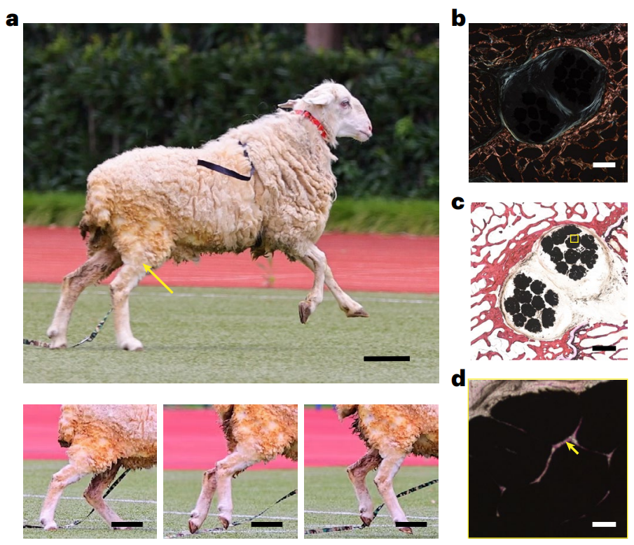 彭慧勝教授，最新Nature Nanotechnology！