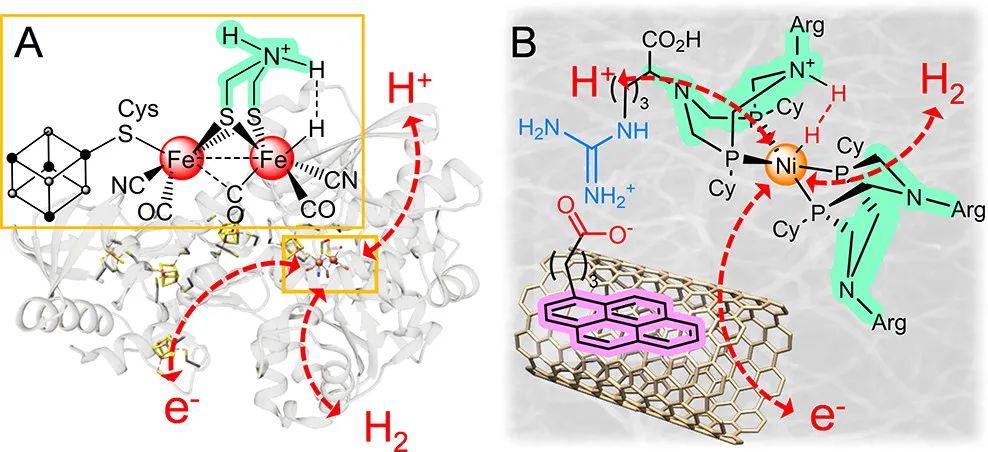 JACS：創(chuàng)紀(jì)錄電流密度！生物激發(fā)的分子催化材料助力HOR