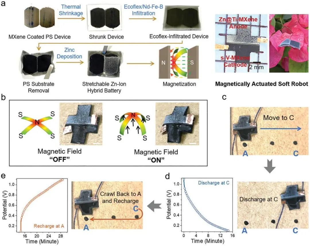 南科大&馬里蘭AEM：具有雙MXene電極的可拉伸鋅離子混合電池作為磁驅(qū)動軟體機器人