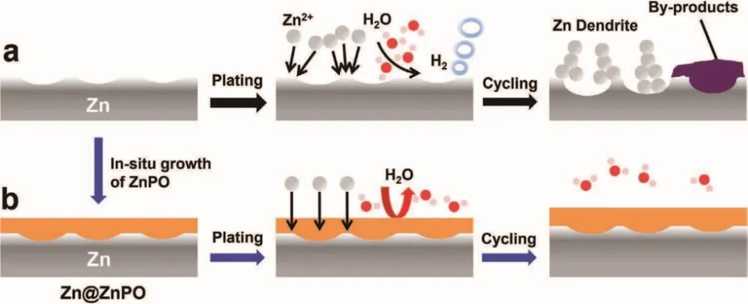 李成超/葉明暉AFM：原位保護(hù)層同時(shí)調(diào)節(jié)鋅金屬負(fù)極的離子分布和脫溶活化能