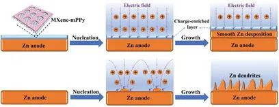 北航楊樹斌AEM: 基于MXene-聚吡咯層的電荷富集策略實(shí)現(xiàn)無枝晶鋅負(fù)極