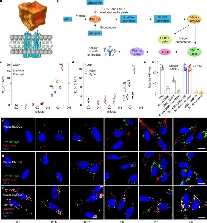 歷史性突破！江南大學(xué)最新Nature！