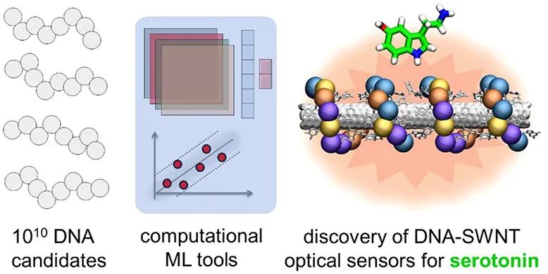 ACS Nano: 機器學(xué)習(xí)+近紅外熒光光譜發(fā)現(xiàn)新型DNA-碳納米管傳感器