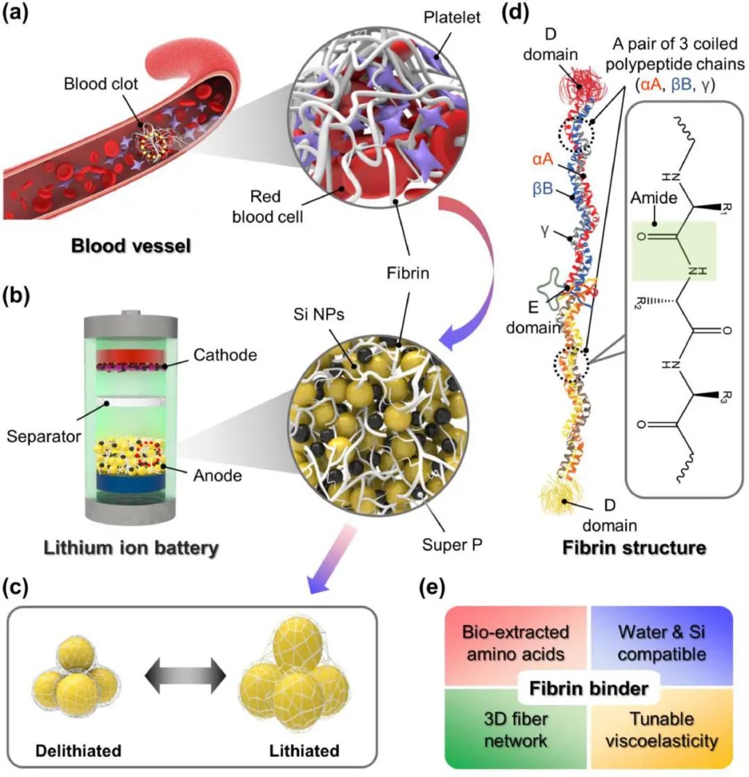 EnSM: 血凝塊啟發(fā)的用于鋰離子電池硅負極的新型纖維蛋白粘結(jié)劑