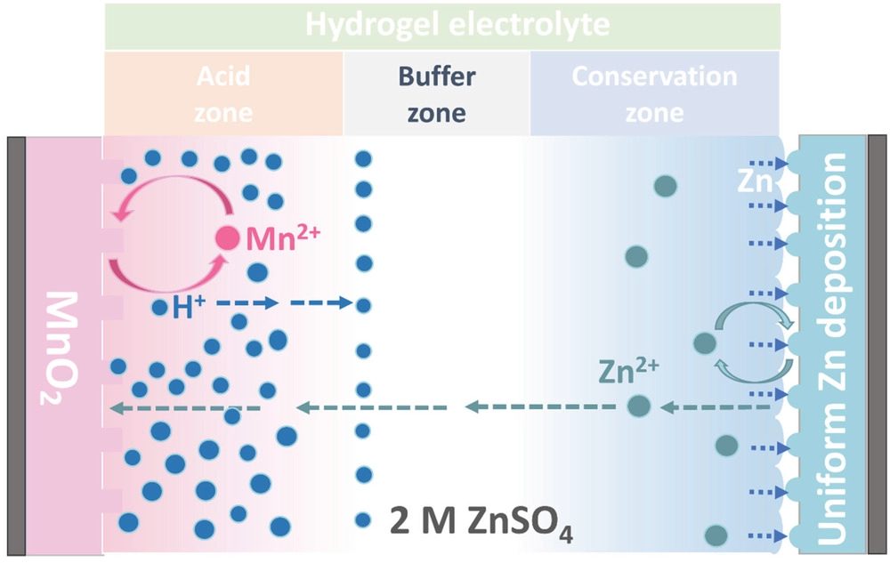 姚亞剛/洪果AEM：水系Zn/MnO2電池中雙電子氧化還原的精確質(zhì)子再分布