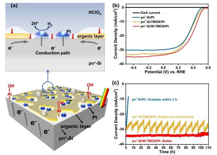 天大鞏金龍Nature子刊：Pt加可濕性有機(jī)層，助力硅光電陰極穩(wěn)定PEC水分解