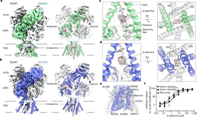 中科院上海藥物研究所2021年第5篇Nature：冷凍電鏡再登頂刊！