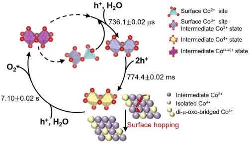 催化頂刊集錦：JACS、Nature子刊、ACS Catal.、AFM、Small、Carbon Energy等最新成果！