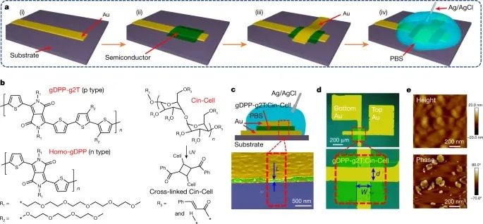 電子科技大學，2023年首篇Nature！