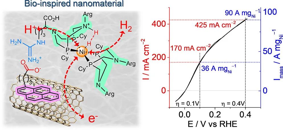 JACS：創(chuàng)紀(jì)錄電流密度！生物激發(fā)的分子催化材料助力HOR