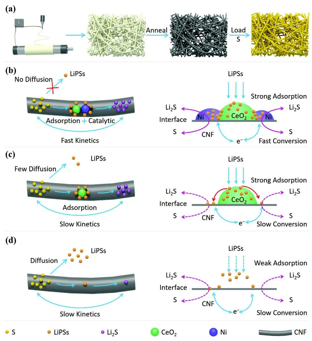 田冰冰/張金勇/敖昕Adv. Sci.：Li-S電池中多硫化物吸附和催化轉(zhuǎn)化之間的平衡