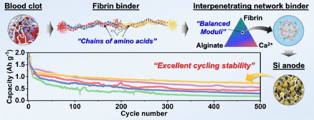 EnSM: 血凝塊啟發(fā)的用于鋰離子電池硅負極的新型纖維蛋白粘結(jié)劑