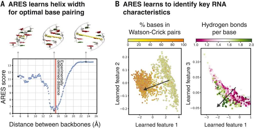 斯坦福大學(xué)Science：RNA結(jié)構(gòu)的幾何深度學(xué)習(xí)