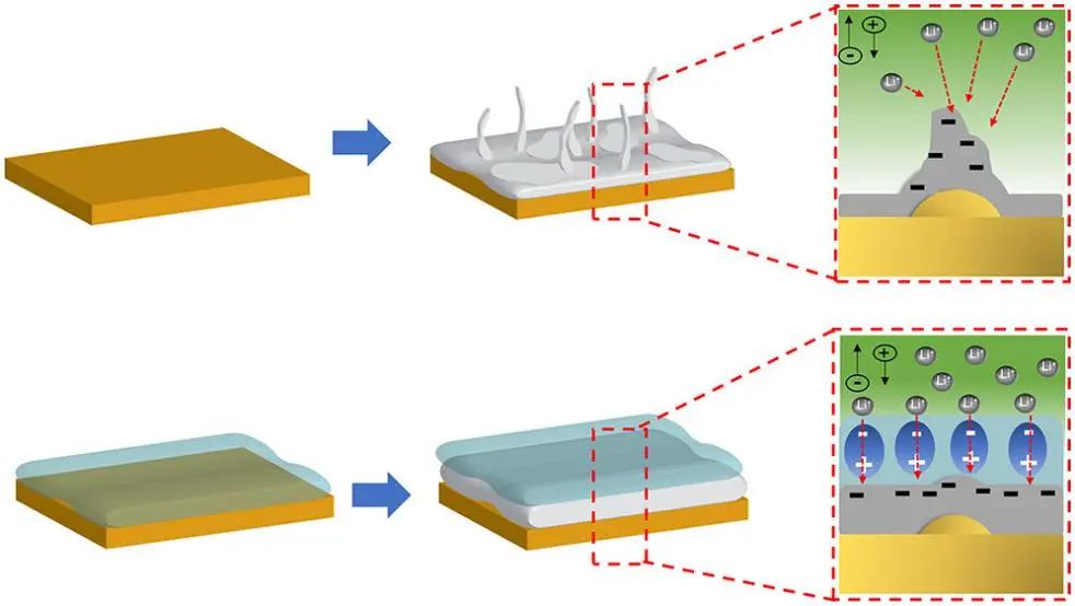 ACS Energy Lett.：在無負極鋰電池中實現(xiàn)均勻鋰沉積的高介電聚合物涂層