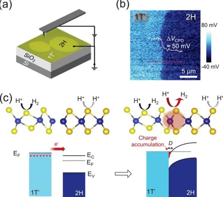 AFM: 異相工程: 1+1>2！MoTe2中的異相邊界具有高HER活性