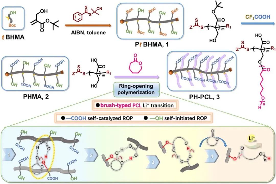 薛志剛/周興平EnSM: 制備瓶刷聚酯基固體聚合物電解質(zhì)的自催化策略
