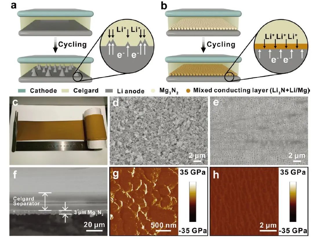郭玉國(guó)/辛森/劉治田AFM：原位衍生混合離子/電子導(dǎo)電功能性隔膜實(shí)現(xiàn)高性能、無(wú)枝晶鋰金屬電池