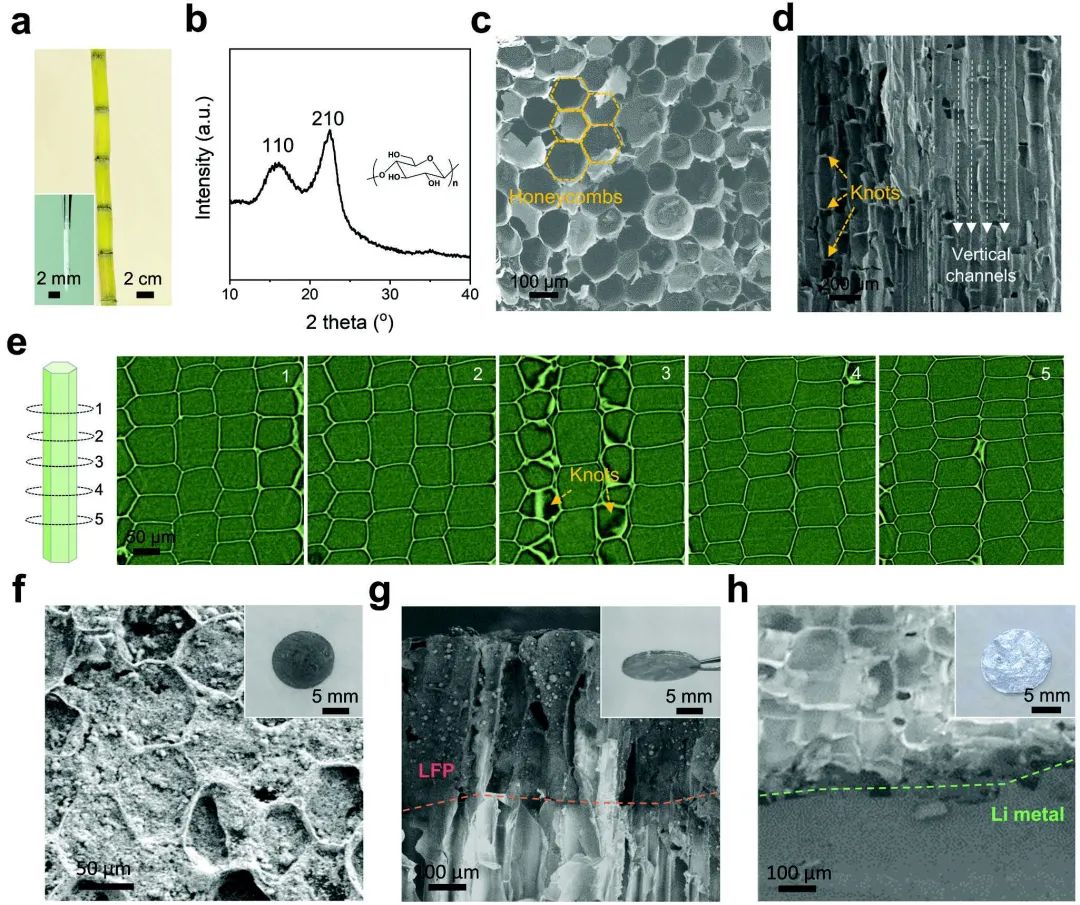 上科大劉巍Adv. Sci.：甘蔗作為載體，衍生一體化3D鋰金屬電池！