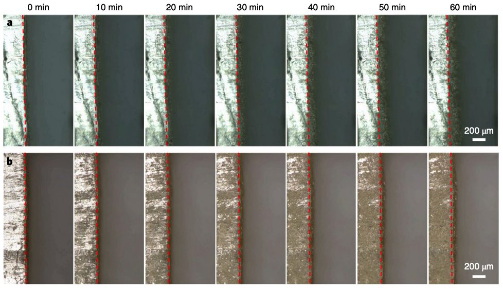 中山大學(xué)Nat. Nanotechnol.，剛?cè)岵?jì)另一種玩法！全有機(jī)鋰保護(hù)層！