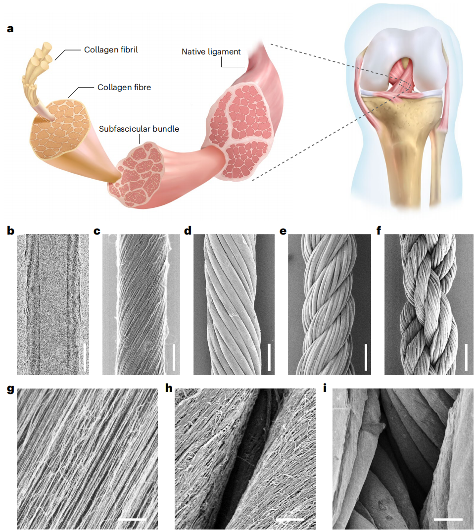 彭慧勝教授，最新Nature Nanotechnology！