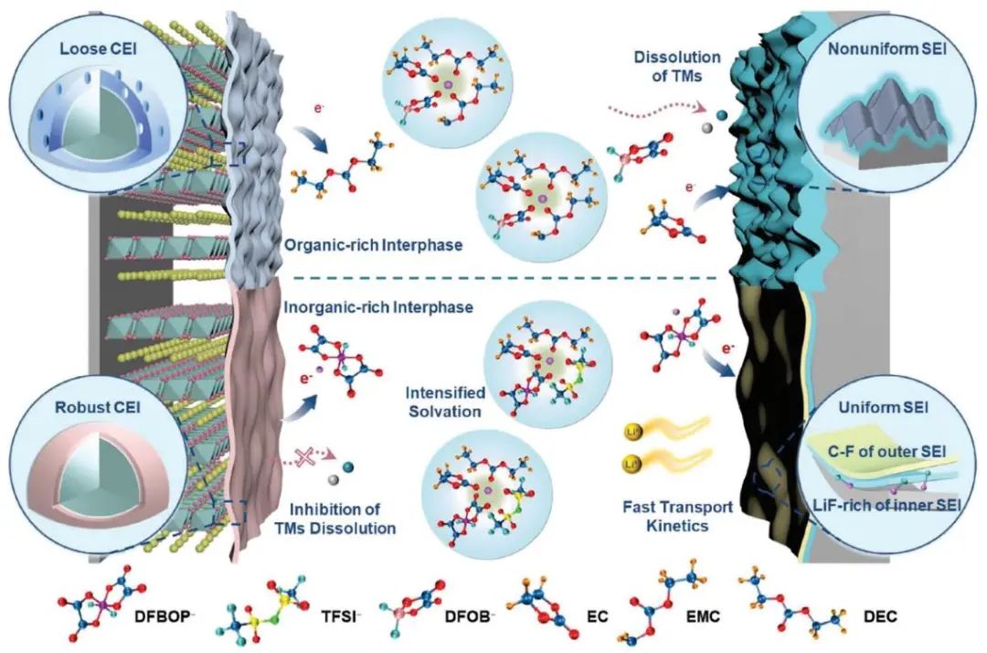 張鎖江/張海濤AEM：陰離子協(xié)同策略實(shí)現(xiàn)穩(wěn)定界面和調(diào)制溶劑化微結(jié)構(gòu)的特殊富鋰錳基正極