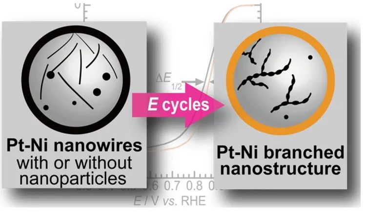 ACS Catal.：Pt-Ni納米線作為ORR電催化劑在電位循環(huán)中向分支納米結構的結構轉變