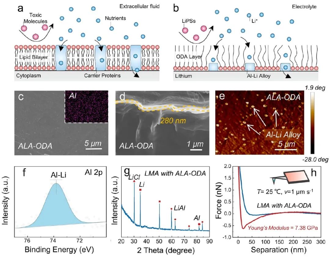 電池頂刊集錦：EES、Adv. Sci.、Angew、AEM、AFM、ACS Nano、Nano Energy等成果！