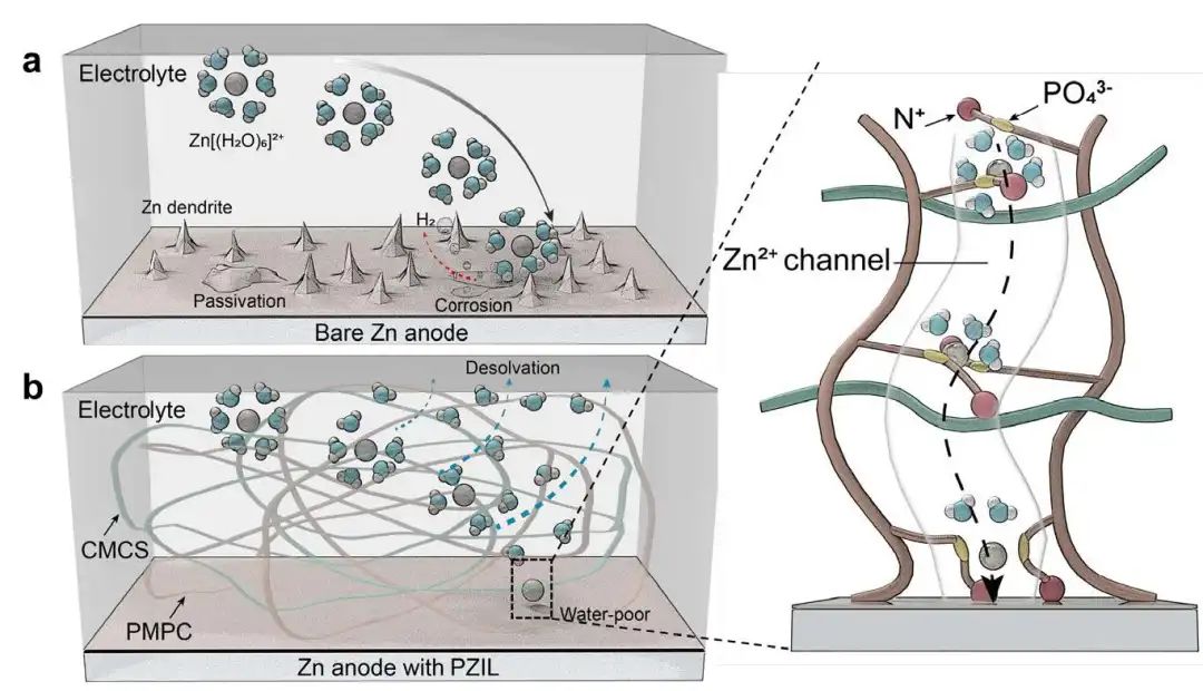 復旦武培怡Angew.：磷酰膽堿兩性離子保護層減輕水系鋅負極上的副反應(yīng)