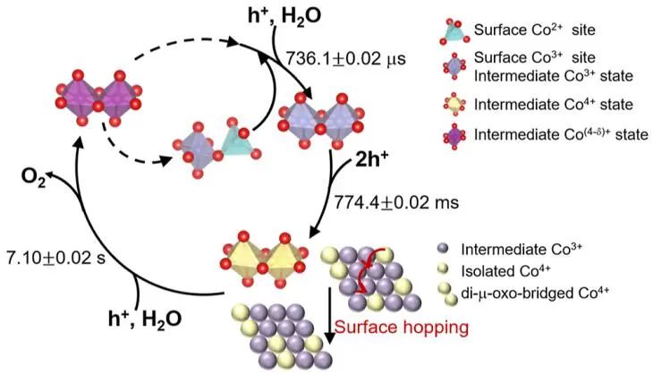 李燦院士/王秀麗JACS：揭示水氧化Co3O4催化劑的順序氧化動力學及多Co活性位點的作用