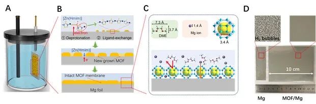 上海交大楊曉偉AM：無缺陷MOF膜實現(xiàn)高穩(wěn)定鎂金屬負極