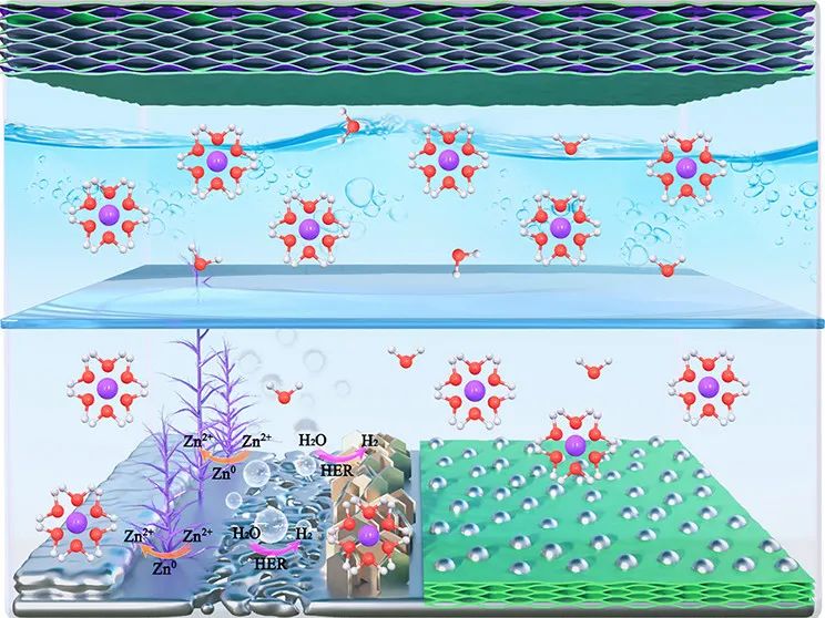 山大馮金奎ACS Nano: 摻硫3D MXene/ZnS異質(zhì)結(jié)作為無枝晶鋅離子電池保護(hù)層