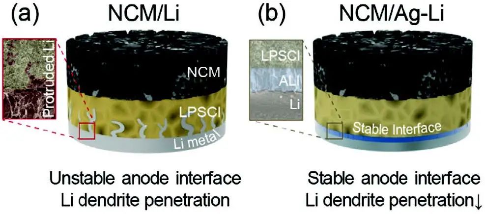 Adv. Sci.：原位形成Ag-Li金屬間化合物層使全固態(tài)鋰電池穩(wěn)定循環(huán)