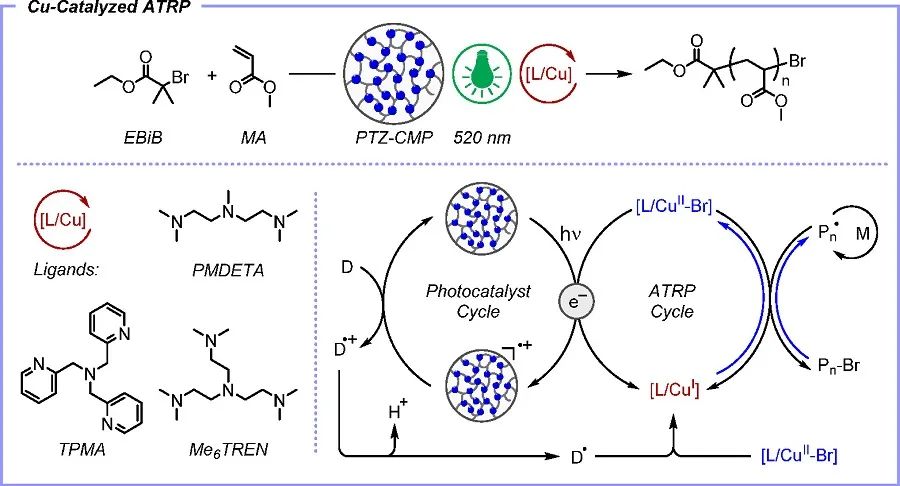 JACS：共軛交聯(lián)吩噻嗪作為綠光或紅光多相光催化劑用于銅催化ATRP