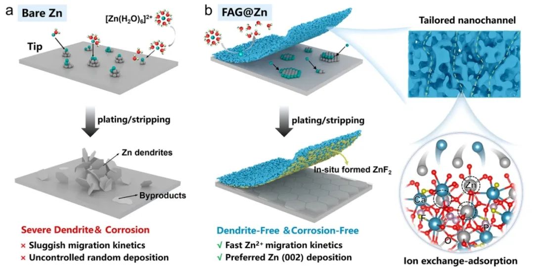 ?KAUST/江大ACS Nano：通過(guò)增強(qiáng)離子傳輸動(dòng)力學(xué)和調(diào)節(jié)Zn(002)沉積實(shí)現(xiàn)高度可逆的Zn負(fù)極