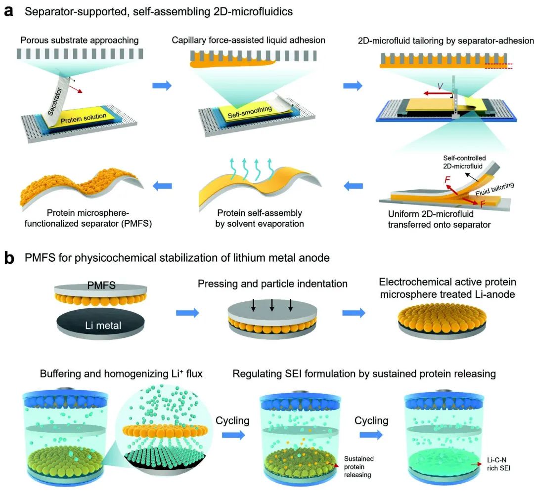 王宇/傅雪薇AFM：通過(guò)自組裝二維微流體技術(shù)獲得功能涂層穩(wěn)定鋰金屬負(fù)極