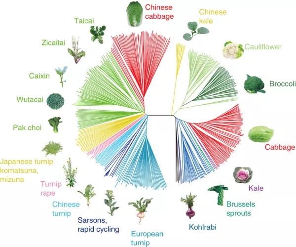 靈魂拷問！為什么PNAS的圖畫得往往沒有Nature、Science精致？