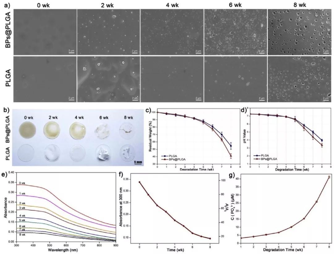 王懷雨Biomaterials：微量黑鱗造就光熱響應(yīng)智能生物材料，促進(jìn)骨缺損再生