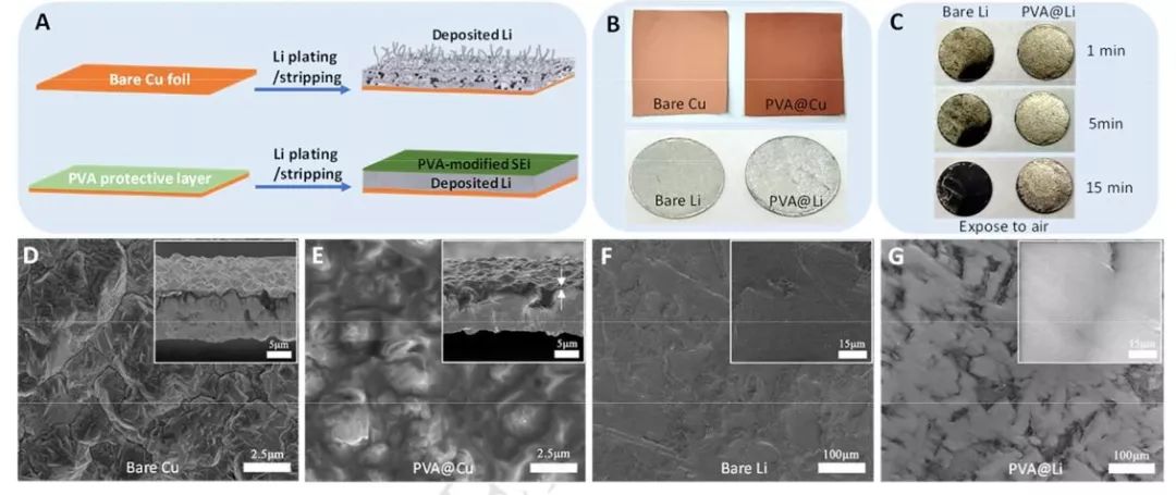 王東海教授課題組Nano Energy：聚乙烯醇界面保護(hù)，助力高穩(wěn)定性鋰金屬負(fù)極