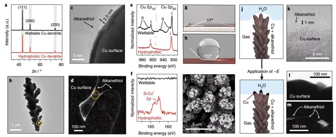 Nature Materials：來自大自然的啟示，構建高效CO2RR界面