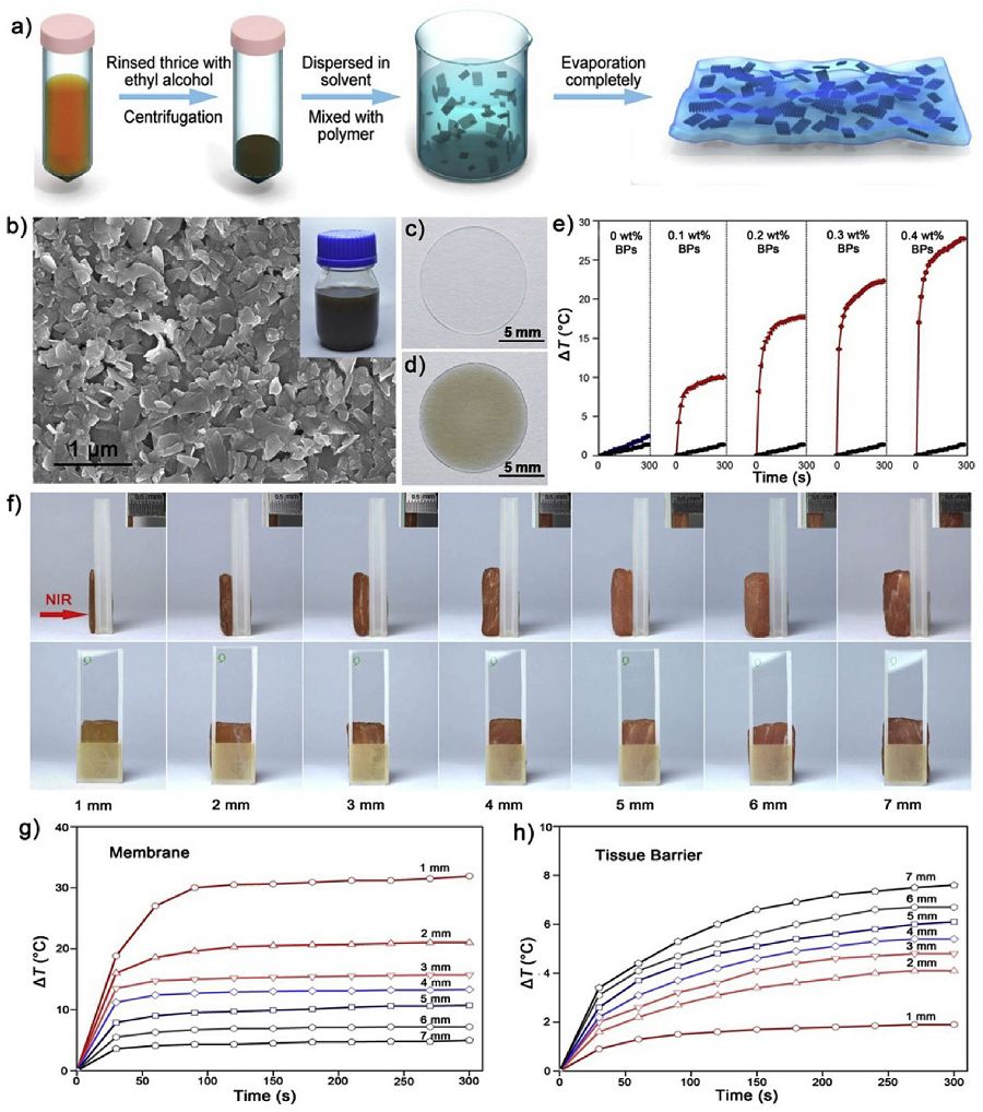 王懷雨Biomaterials：微量黑鱗造就光熱響應(yīng)智能生物材料，促進(jìn)骨缺損再生