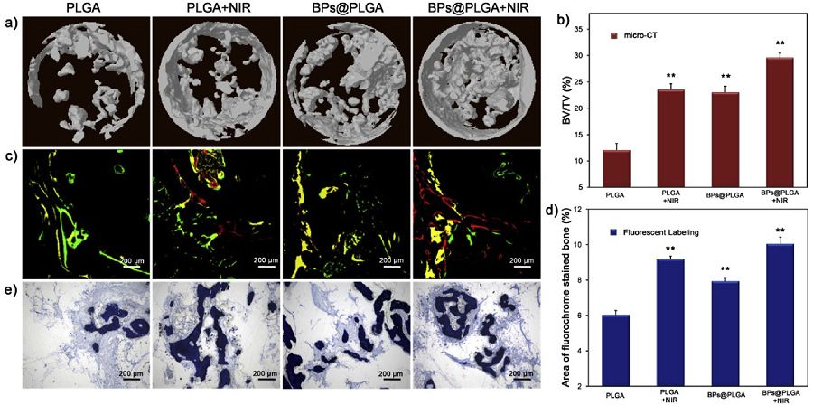 王懷雨Biomaterials：微量黑鱗造就光熱響應(yīng)智能生物材料，促進(jìn)骨缺損再生